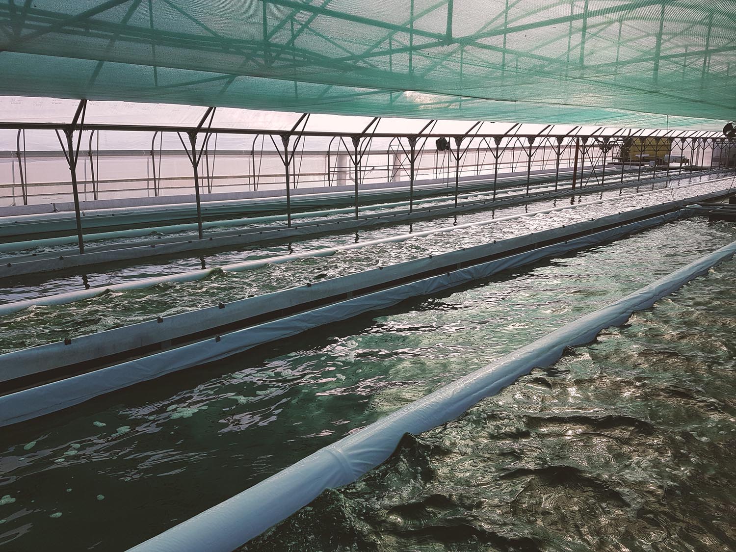 Spirulix Algen-Farm in Niederösterreich für Spirulina