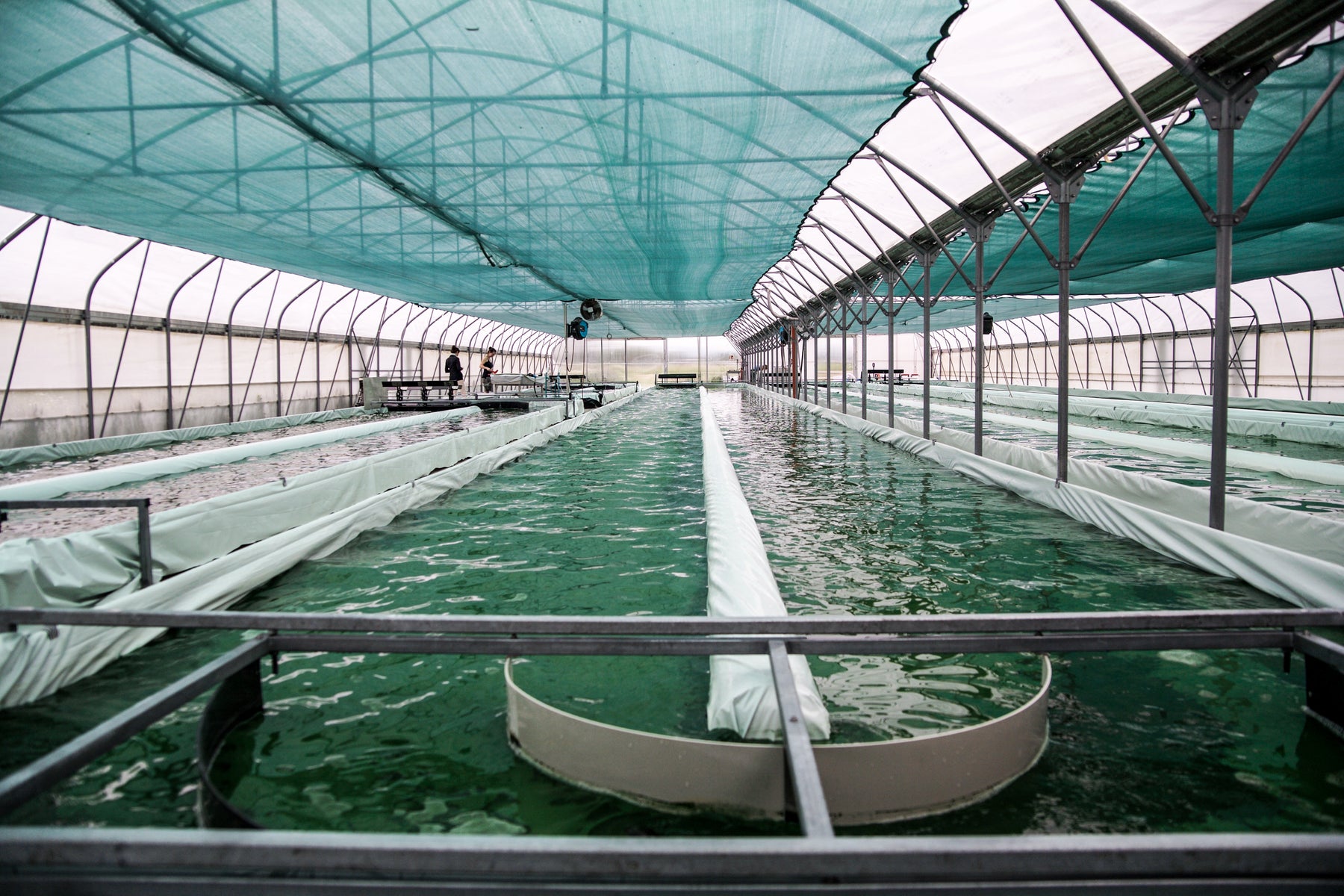 Spirulina-Algenfarm in Österreich