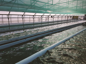 Becken zur Produktion von Spirulina-Algen in Europa, Deutschland und Österreich